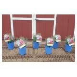 6 Dwarf Double Bubble Pink Dianthus Plants