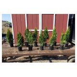 12 Emerald Green Arborvite Plants