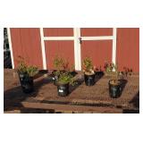 Blueberry Patch Collection!!