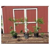 3 Fragrant Dwarf Pink Miss Kim Lilac Plants