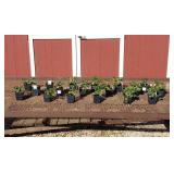 18 Everbearing Sweet Kiss Strawberry Plants