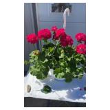 Hot Rose Geranium Hanging Basket