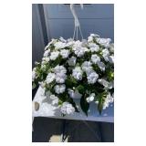 Vigorous White Hanging Basket