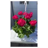 Hot Rose Geranium Hanging Basket