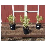 3 Varigated Ivory Halo Redtwig Ogwood Bush Plants