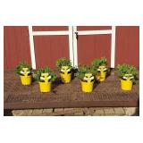6 Annual Citronella Mosquita Plants