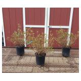 4 Hardy Evergreen Herbert Purple Azalea Plants