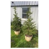 Black Hills Spruce (x2)