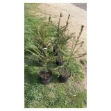Norway Spruce (x6)