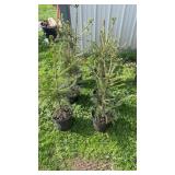 Norway Spruce (x6)