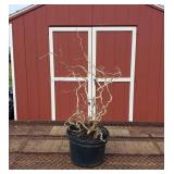 Harry Launders Walking Stick Tree