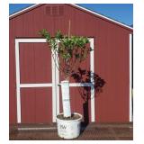Pinky Winky Sun Hydrangea Tree