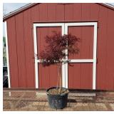 Japanese Weeping Red Dragon Red Maple Tree
