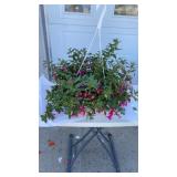 Fuchsia Hanging Basket