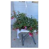 Fuchsia Hanging Basket