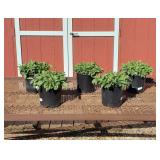5 Black Eyed Susan Plants