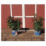 2 Hasslefree Multi-Color True Sincerity Rose Plant