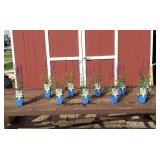 10 Caradonna Violet-Blue Salvia Sage Plants