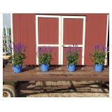 4 Mayday Blue Salvia Sage Plants