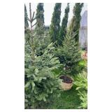 Norway Spruce (x2)