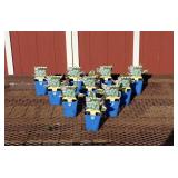 10 White & Green Patriot Hosta Plants