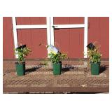 3 Lindsay Purple-Blue Clematis Vine Plants