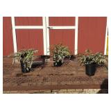 6 Hardy Japanese Painted Fern