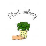 We will be having our first plant delivery!!
