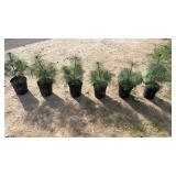 White Pine (x6)