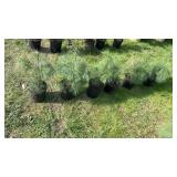 White Pine (x6)