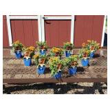 10 Dwarf Copper Sun Orange-Red Blanket Flower Plan
