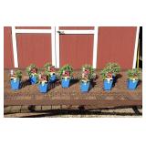 10 Dwarf Red Cherry Pops Bee Balm Plants