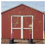 2 Yellow Delicious Apple Trees
