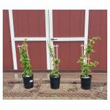 3 White Climbing Japanese Hydrangea Vine Plants