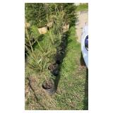 Norway Spruce (x6)