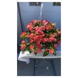 Tropical Salmon Hanging Basket
