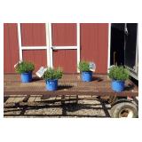 4 Fragrant Super Blue Lavender Plants