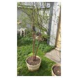 Canoe Birch Tree