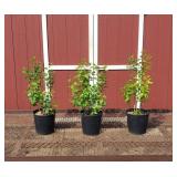 3 Fragrant Bi-Color Sensation Purple Lilac Plants