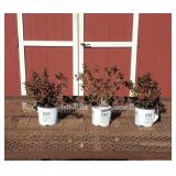 3 Wine & Roses Weigelia Plants