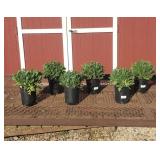 6 Dwarf Red Yellow Touched Blanket Flower Plants