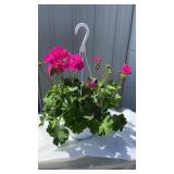 Calliope Large Pink Geranium Hanging Basket