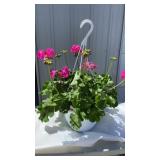 Calliope Large Pink Geranium Hanging Basket