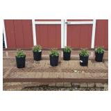 6 Red Garden Phlox Plants