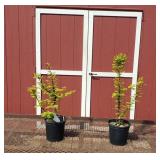 2 Amber Glow Dawn Redwood Plants
