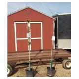 2 Pin Oak Trees