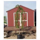 Japanese Weeping Snow Fountain White Cherry Tree