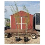 2 Corkscrew Willow Trees
