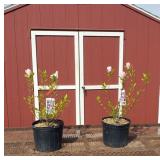 2 Tulip Jane Purple Magnolia Plants