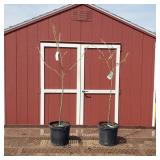 2 Chestnut Trees